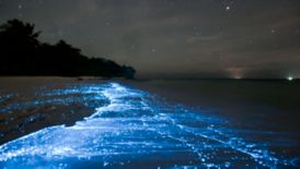bioluminescence from glowing plankton in tide line on beach, with stars above, and ship lights on horizon