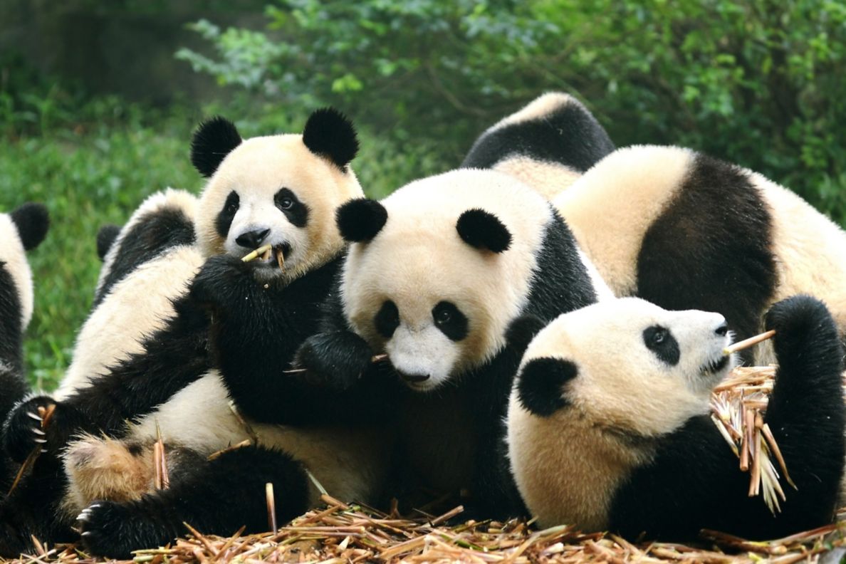 A group of pandas eating.
