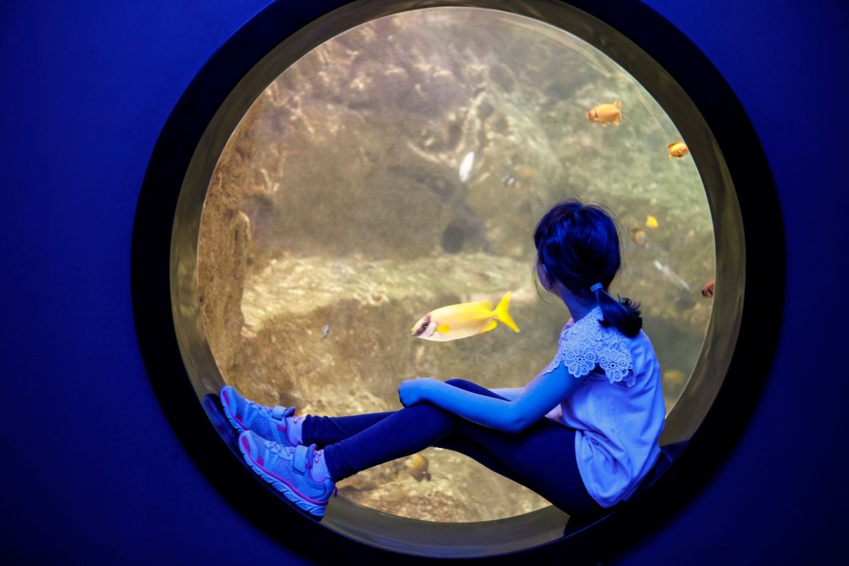 Child looking into aquarium.
