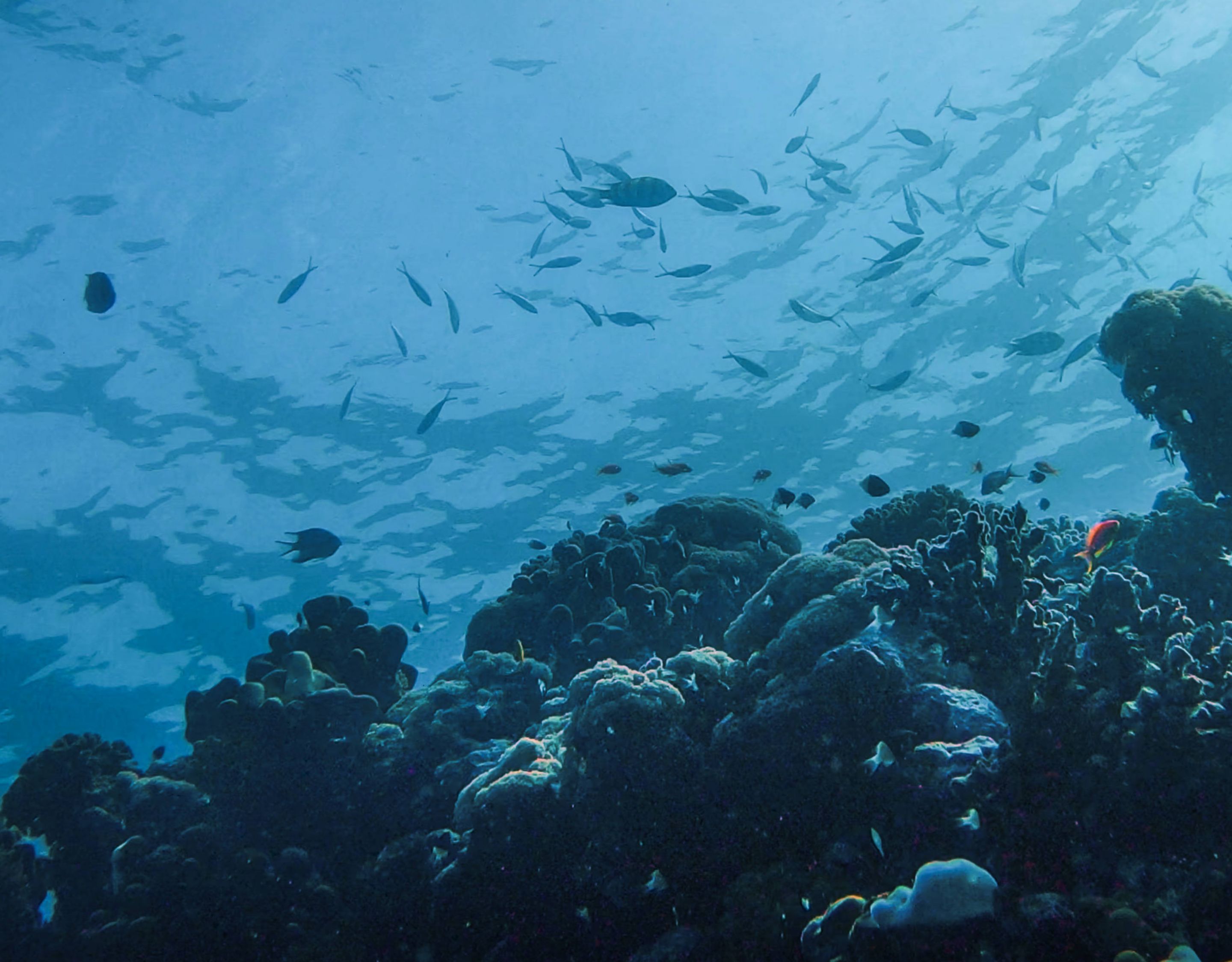 Jeddah Red Sea - Underwater