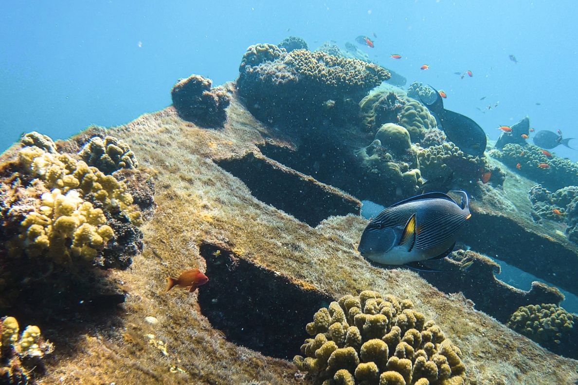 Underwater view of coral and a fish. 
