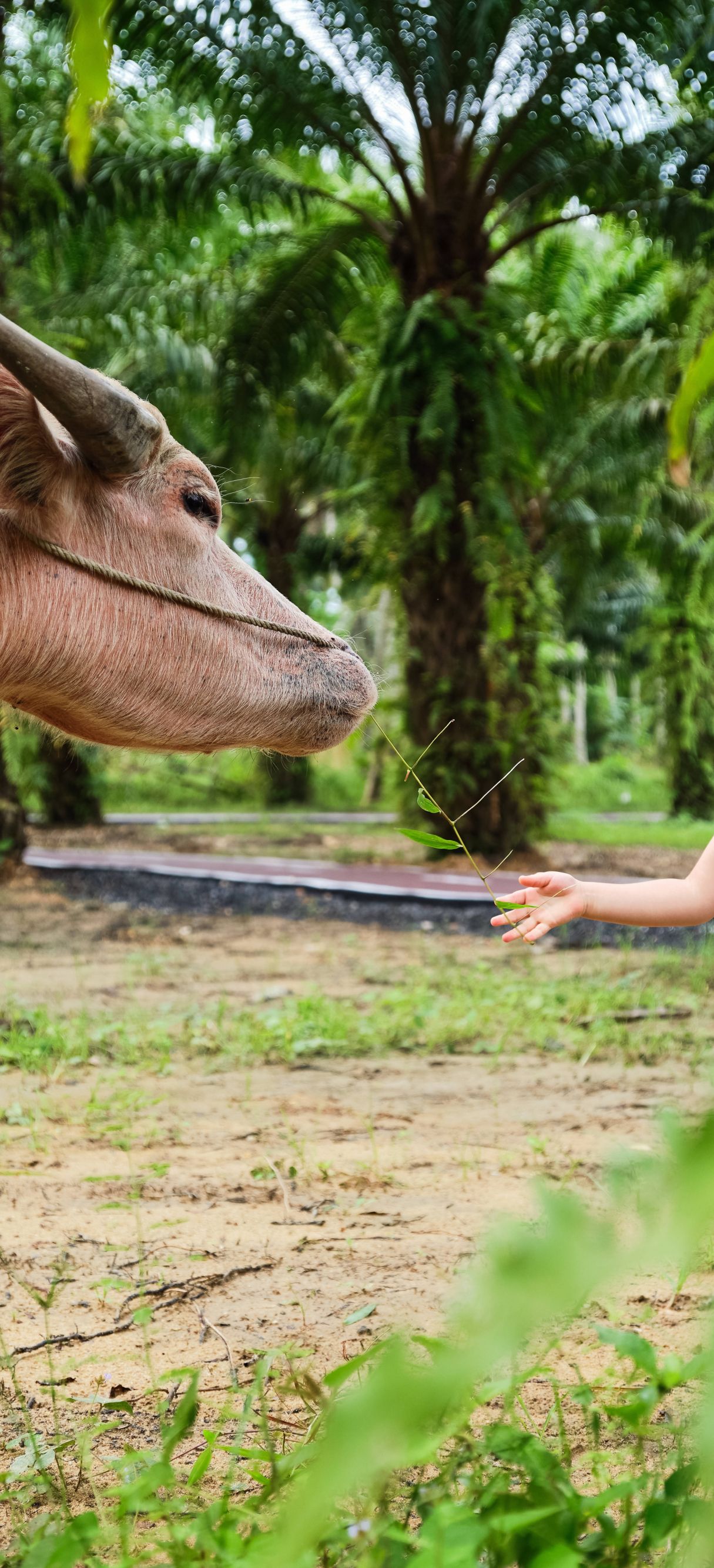 Feeding farm animals