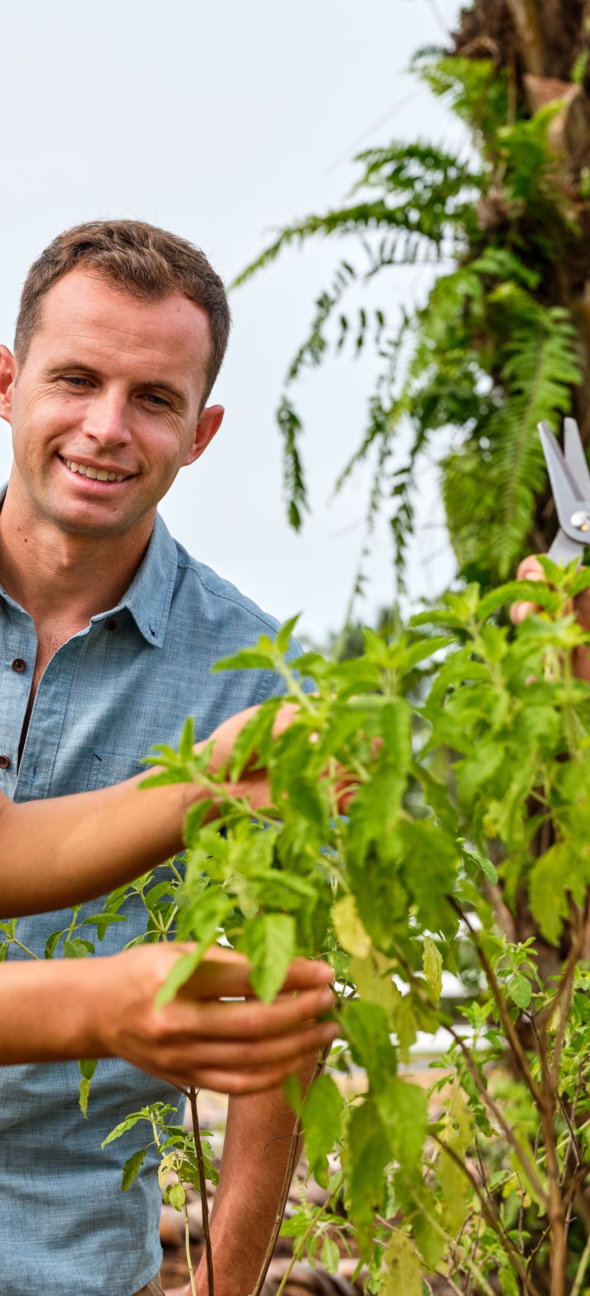 Harvesting herbs