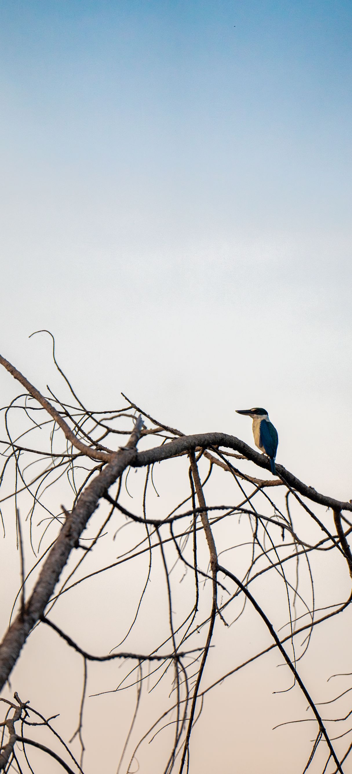 Bird on tree branch 