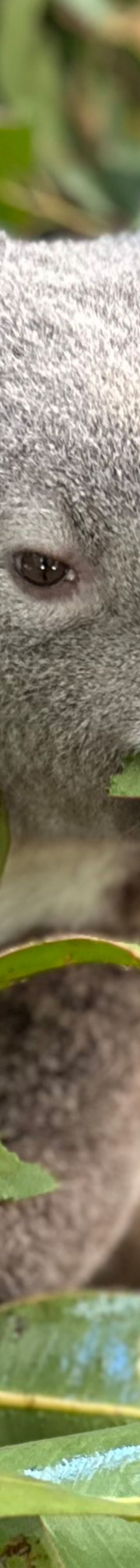 currumbin-wildlife-24524