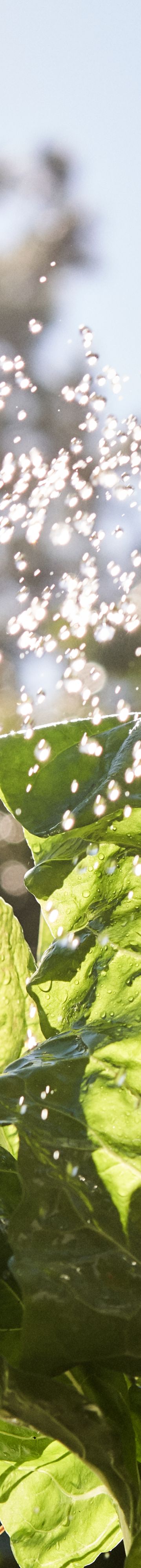 Watercan over Garden