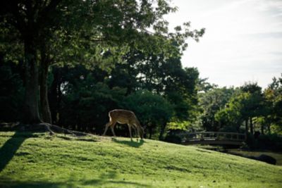 Nara Park