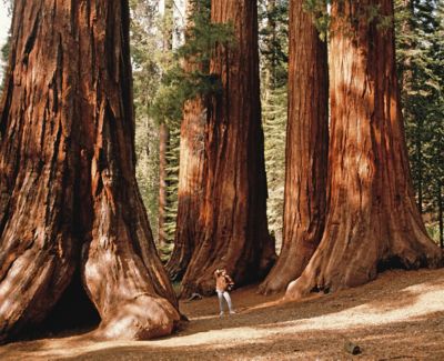 Person standing at the base of giant redwoods