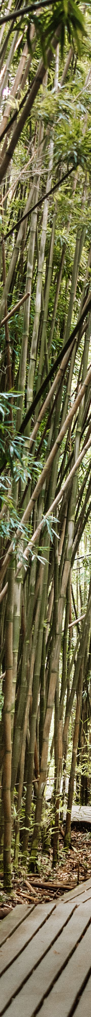 pipiwai trail 43 11983