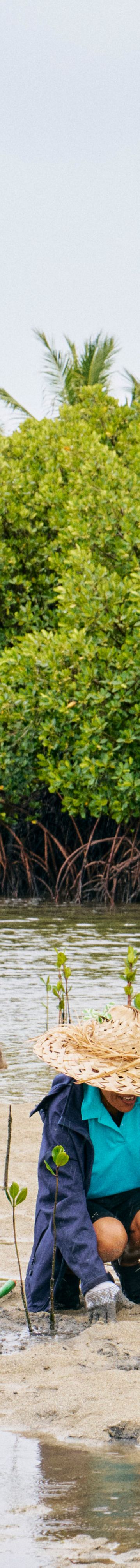 Mangrove Planting  14842