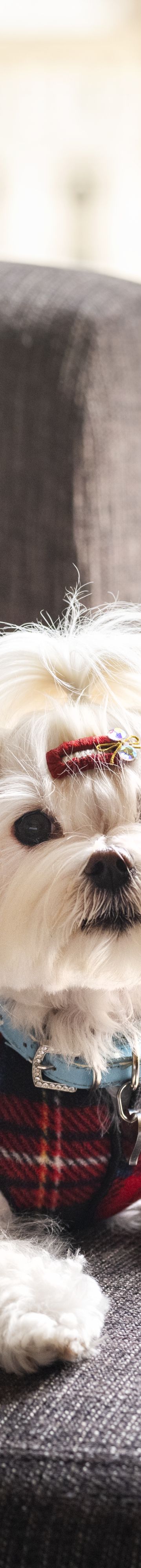 Pet Friendly Guestr 64739