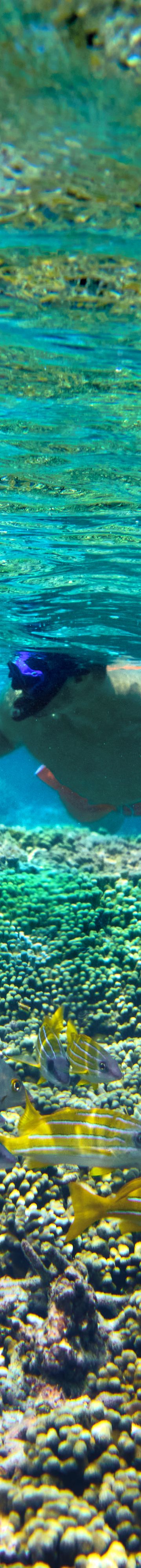 snorkelling-11717