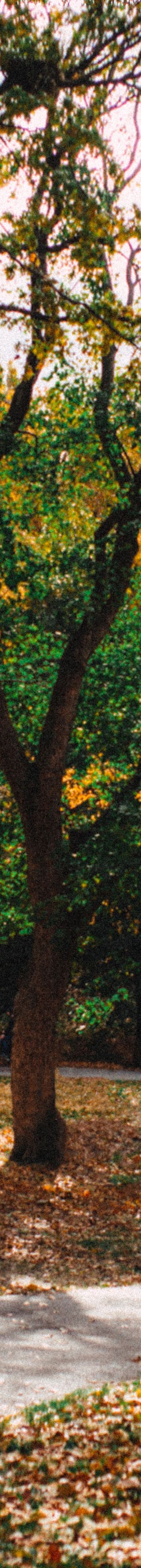 central-park-fall-33318