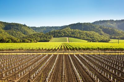 Vineyards on a green hillside