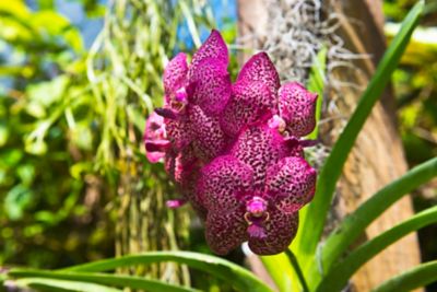 Close up of bright pink flower