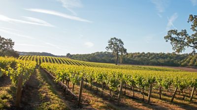A vineyard at sunrise