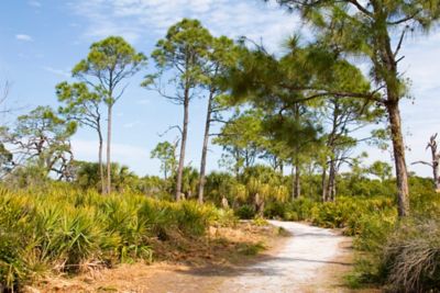 Natural walking path with palm trees