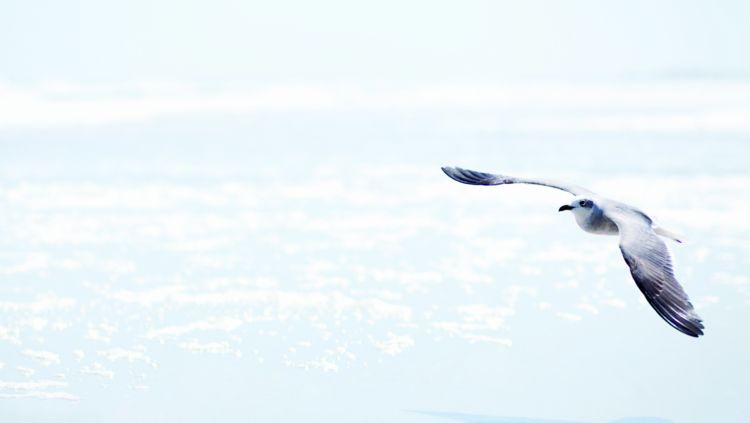 A seagull flies close to the shore