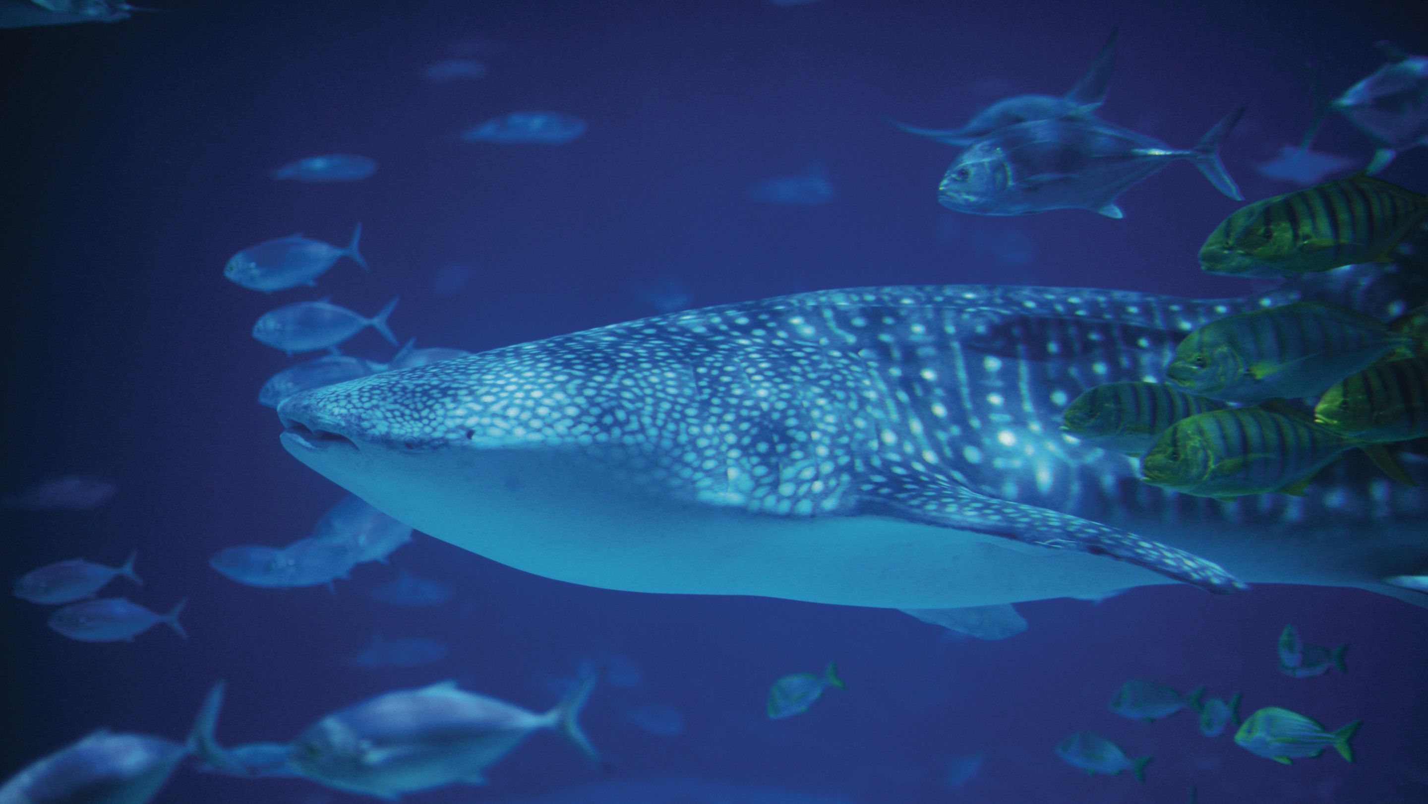Whale shark swimming with fish in a tank