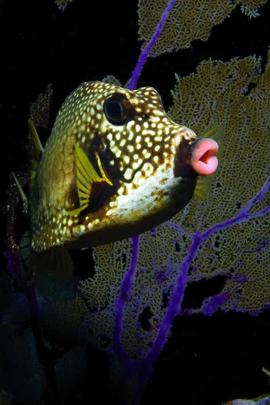 A fish with spots and puckered lips swims amid coral and sea plants
