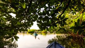 View from behind a tree of a woman kayaking