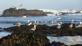 Seagulls sit atop rocks in the ocean