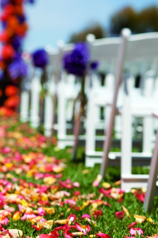  A line of wedding chairs and flower pedals decorating the isle for the bride. 
