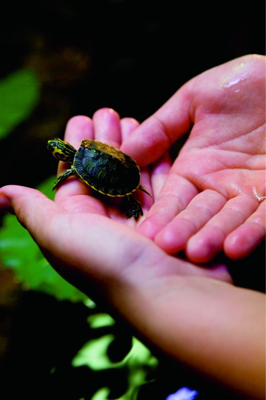 Someone holding a baby turtle.