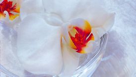 White blossoms in a glass bowl on top of a white monogrammed spa towel