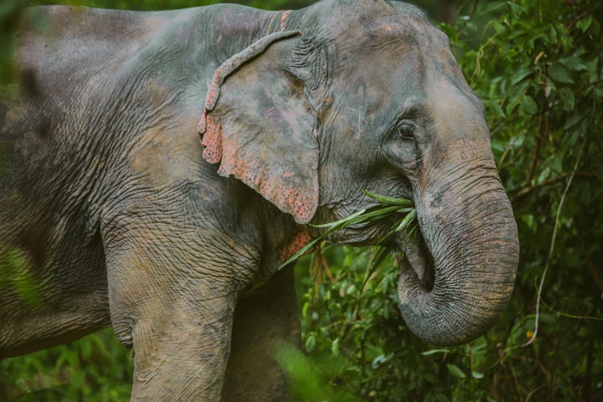 Profile of an elephant eating from a green, leafy tree