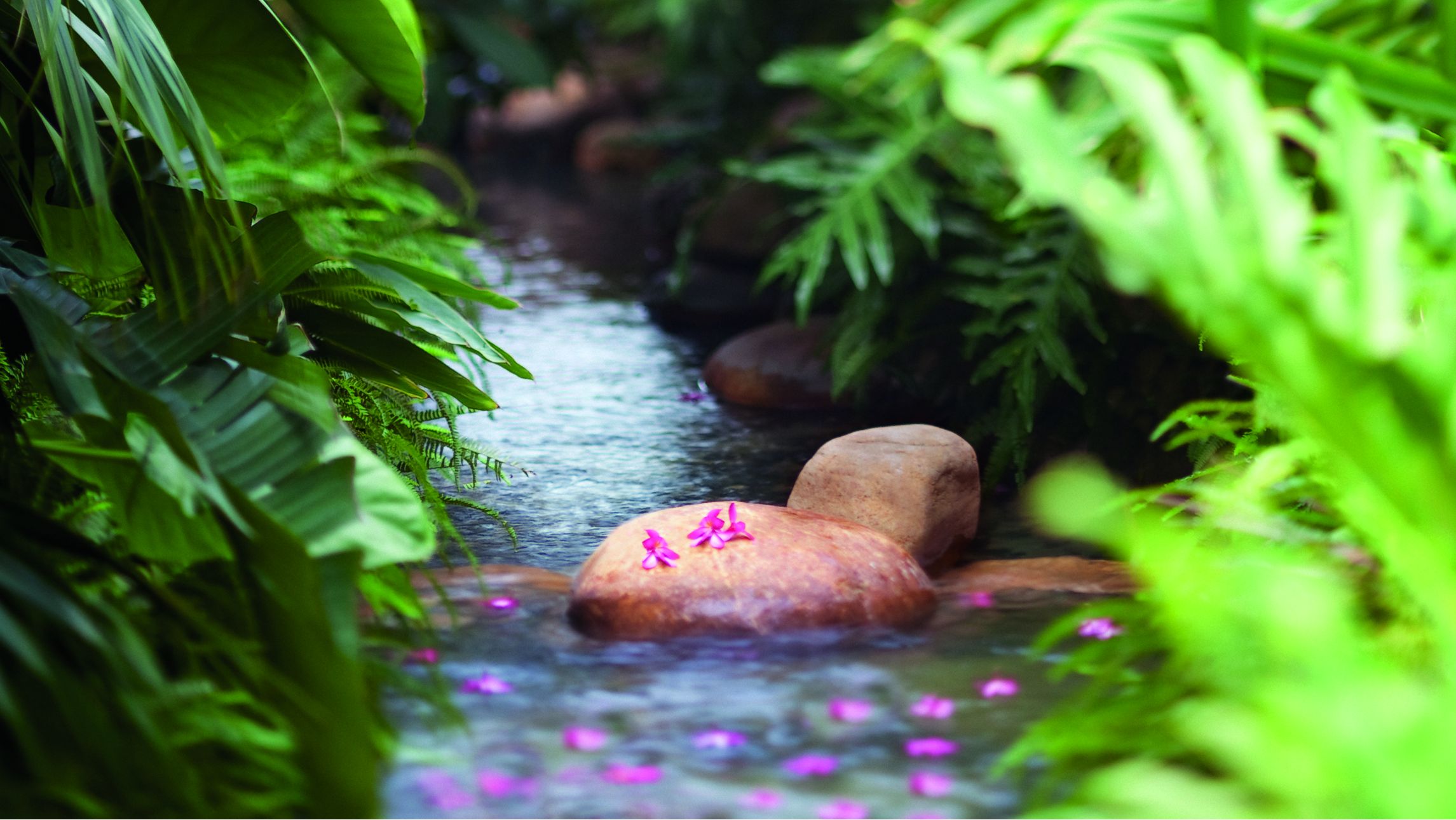 Stream strewn with flower petals and surrounded by greenery