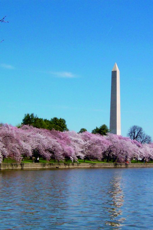 An obelisk towers above flowering trees on a waterfront