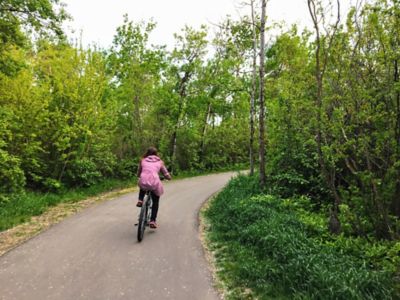 Person biking along path lined with trees