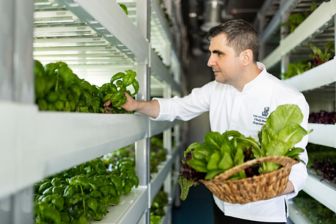 Executive chef harvesting salad