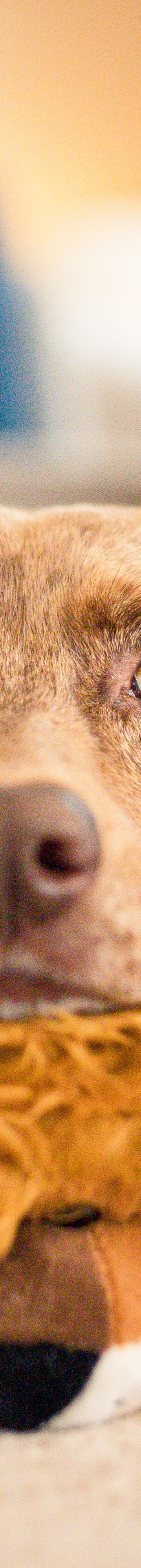 The Pawfect Stay 28452