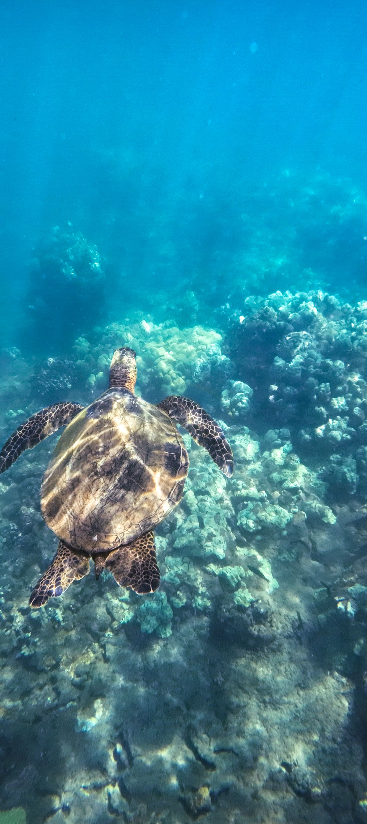 Planning A Trip To Maui The RitzCarlton Maui, Kapalua