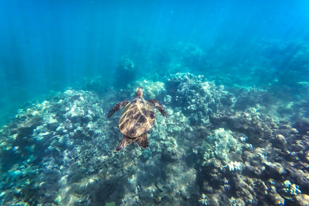 Turtle swimming above sea floor.