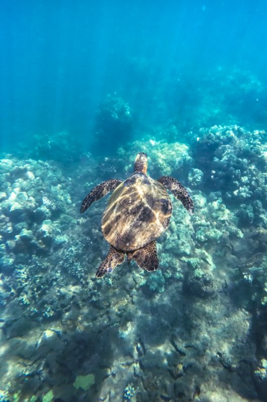 Turtle swimming above the sea floor.