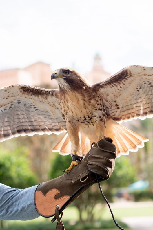 Falcon with wings outstretched perched on arm