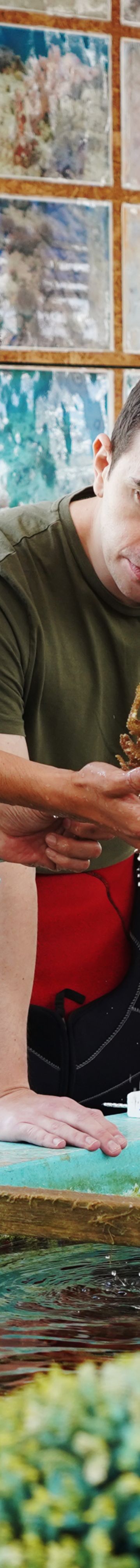 Coral seed making 33794