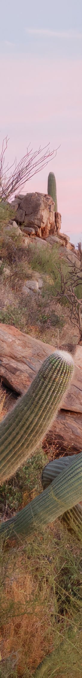 cactus in desert 