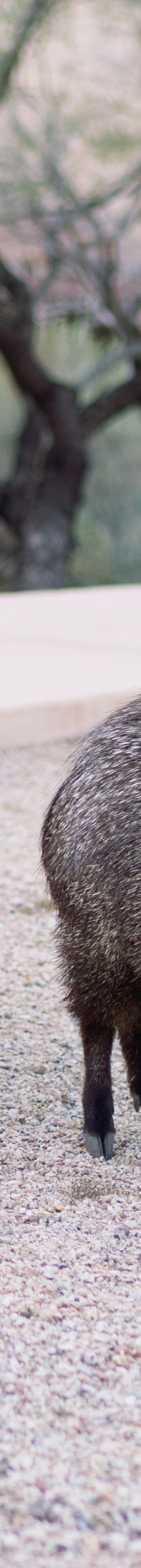 Recharge in the desert