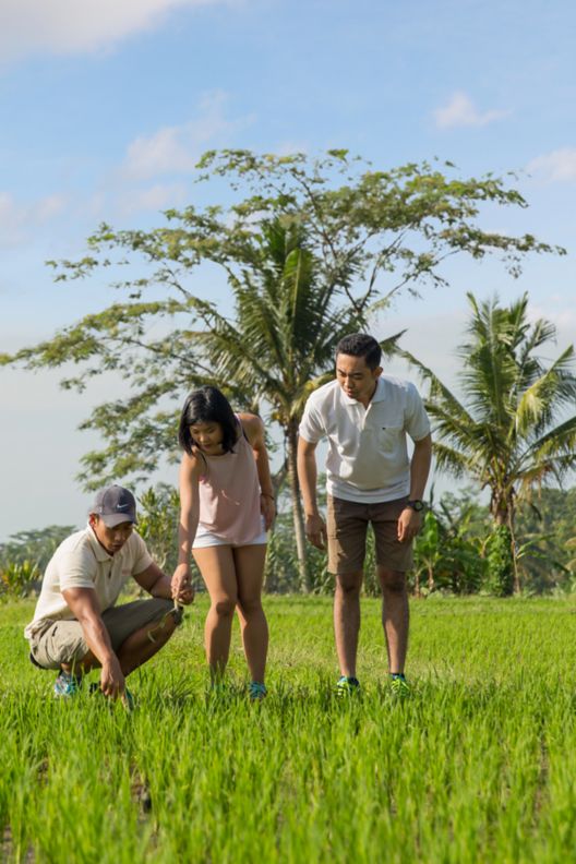 Three people examine something in the rice fields during an outdoor excursion