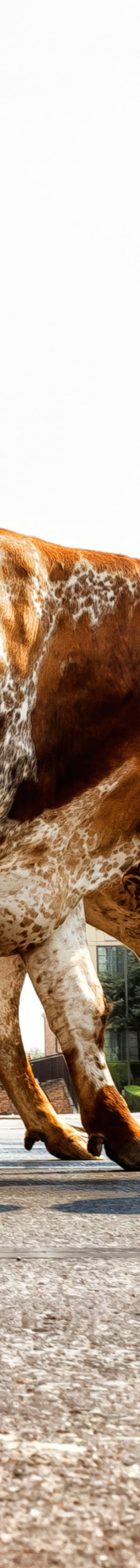 longhorns-36458