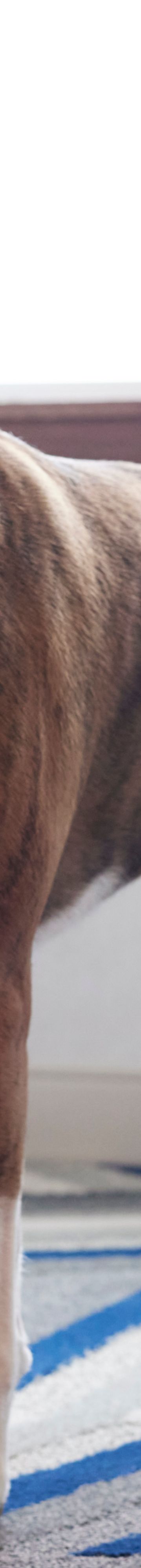 Pet Friendly --26128