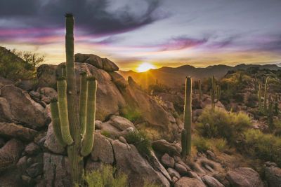 The sun rises over cacti in the Sonoran Desert