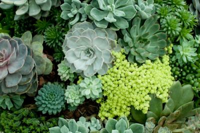 Close up of bright green succulents
