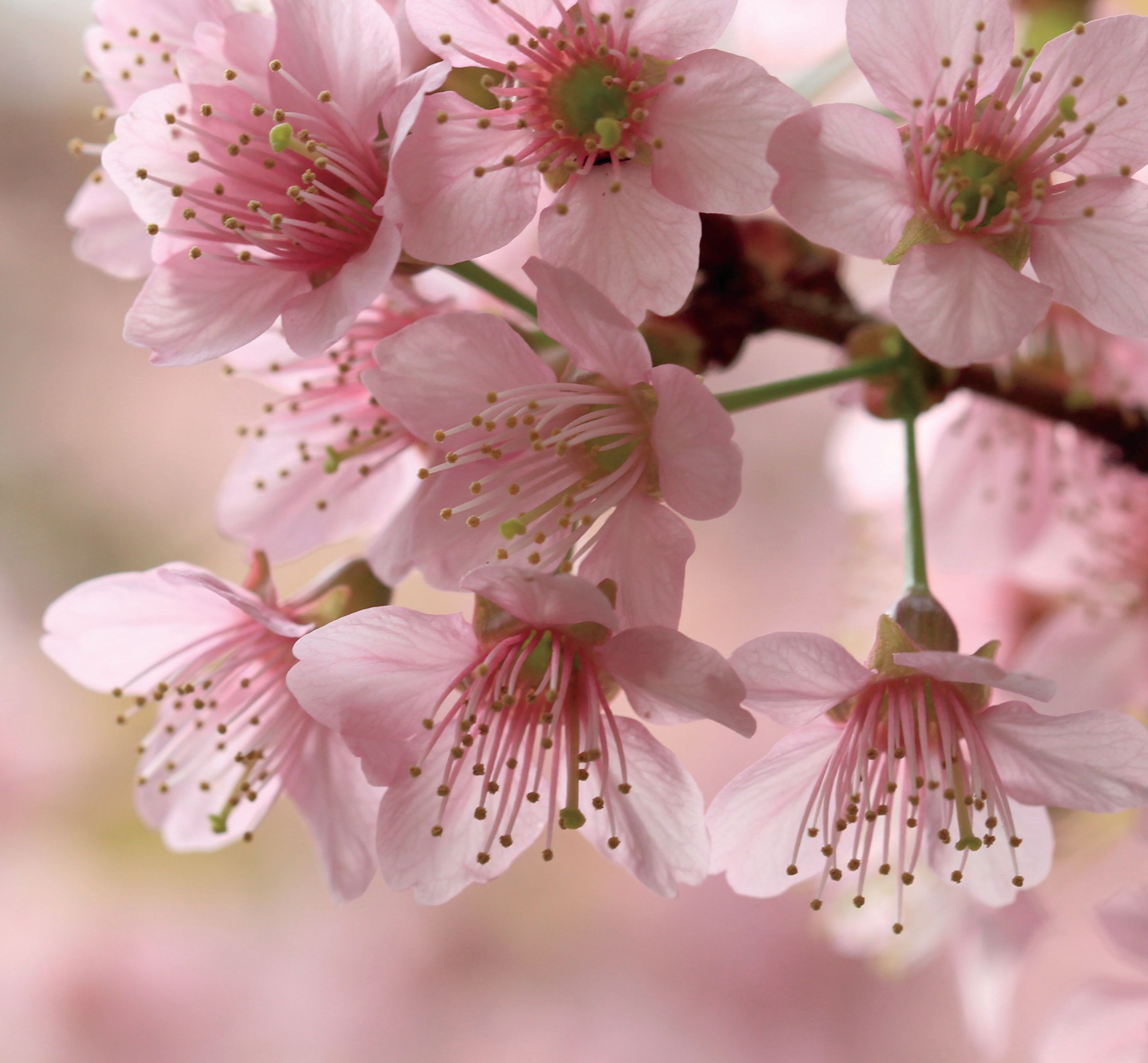 seasonal-events-the-ritz-carlton-toronto