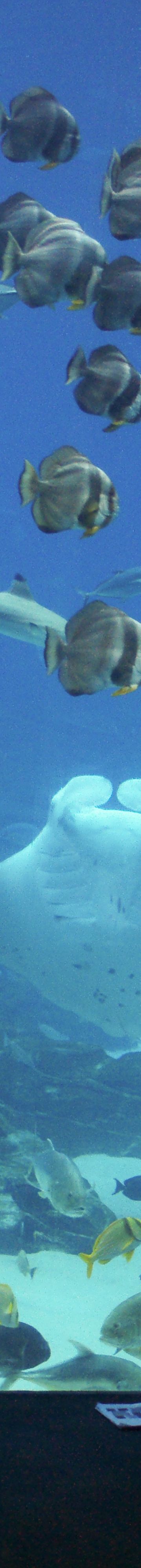 Explore Georgia Aquarium