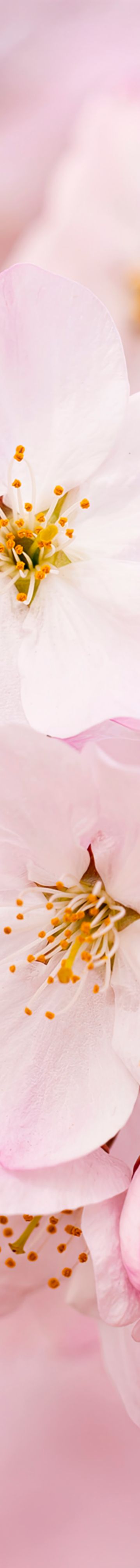 cherry-blossoms-21386